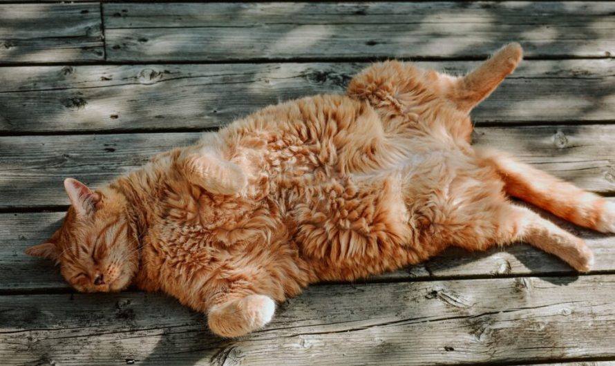 Why do cats sleep all day?
