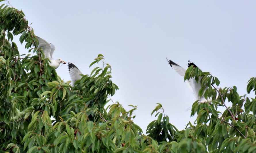 Conservation-Friendly Farming Can Benefit Both Birds and Crops