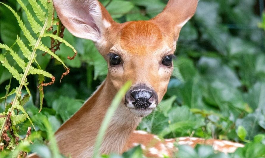 White-tailed deer in Northwestern Ohio test positive for coronavirus infections