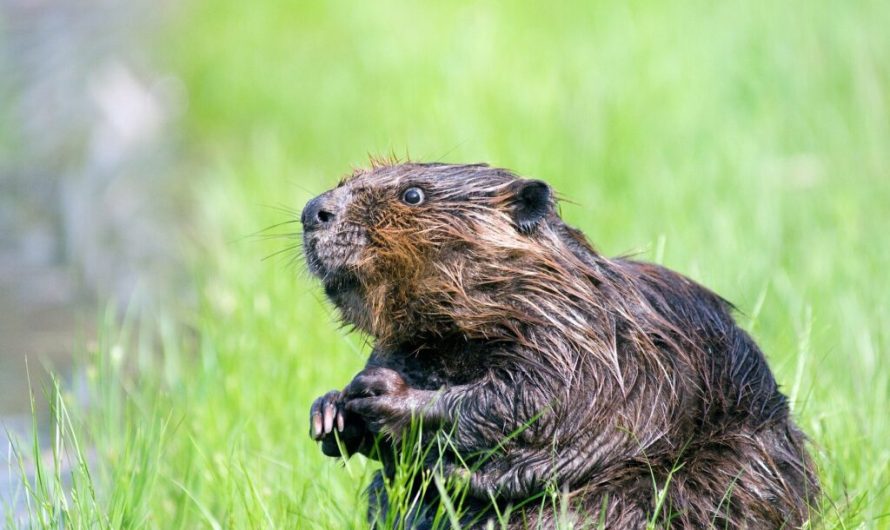 Giving a dam about the environment: Beavers play key role in long-term ecosystem conservation