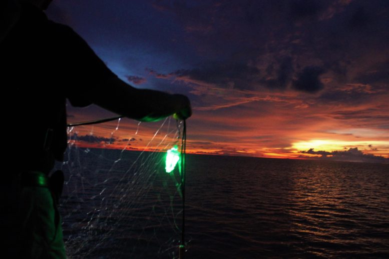 Win-Win: LED Lighted Nets Dramatically Reduce Bycatch of Wildlife While Making Fishing More Efficient