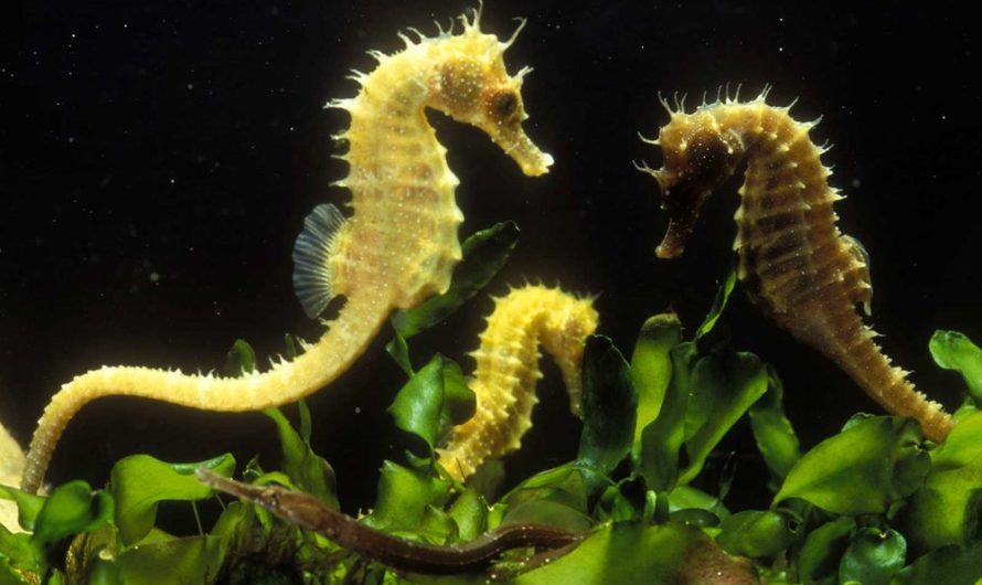 Seahorses Aren’t as Committed as Previously Thought