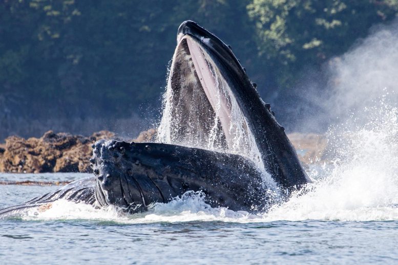 Here’s How Whales Gulp Down Food Underwater Without Drowning