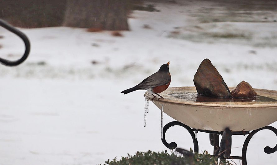 Should You Provide Water for Birds in Winter?