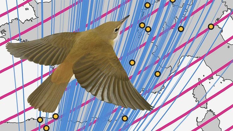 Magnetic Navigation: A Stop Sign for Songbirds During Migration