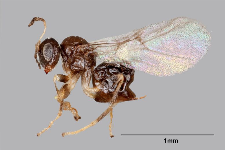 Neuroterus Valhalla: Biologists Discover Weird New Wasp Species