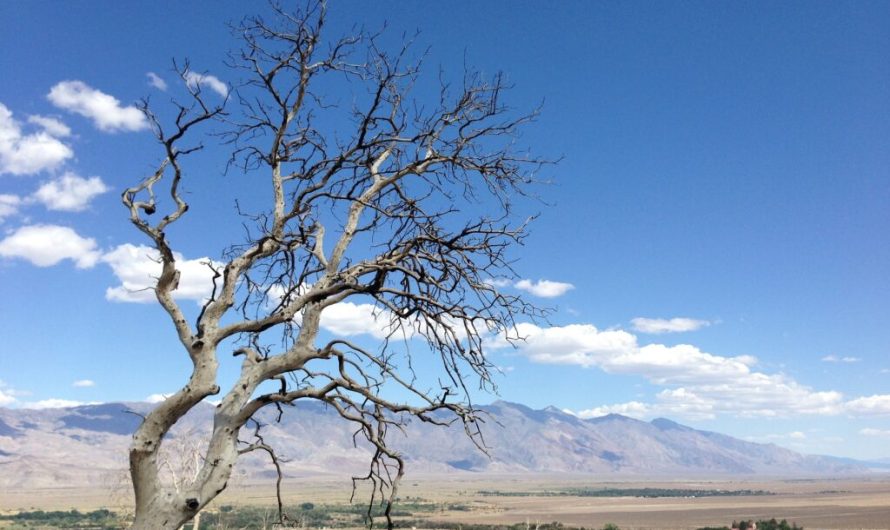 California bans wasting water as severe drought continues