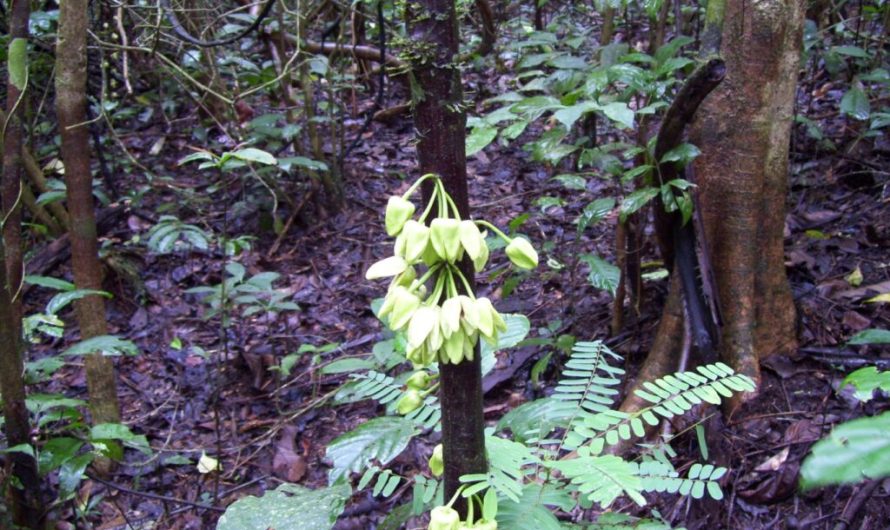 First new plant species of the year is named after Leonardo DiCaprio