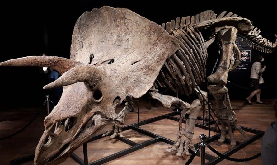Fossil Friday: largest triceratops skeleton ever found sold at auction in Paris