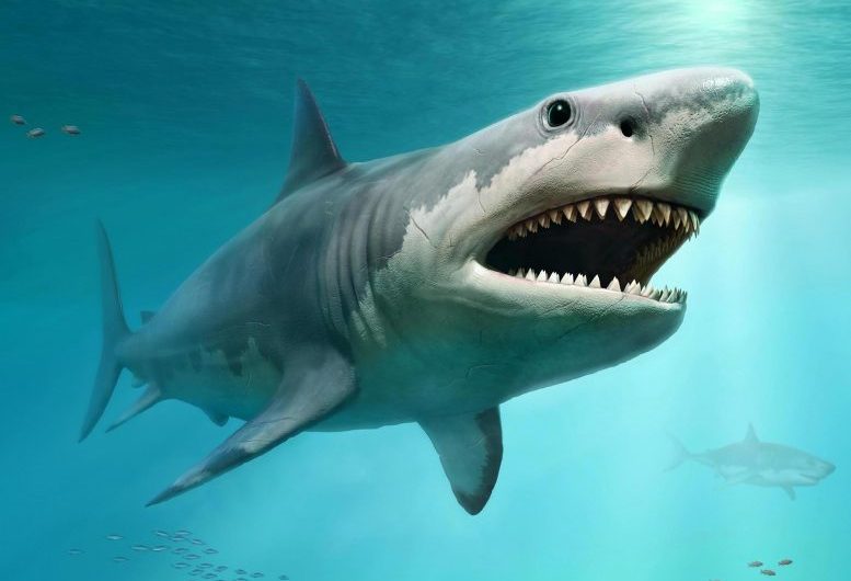 Mysterious Megalodon: No One Actually Knows What the Gigantic Shark Really Looked Like