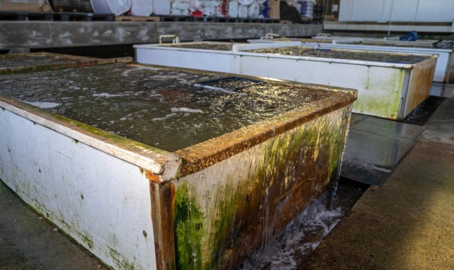 Oyster Hatcheries Help the Industry Adapt to Climate Change